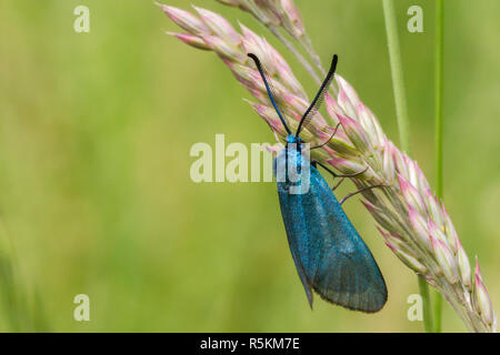 Dockyard ramadins verde (adscita statices) Foto Stock