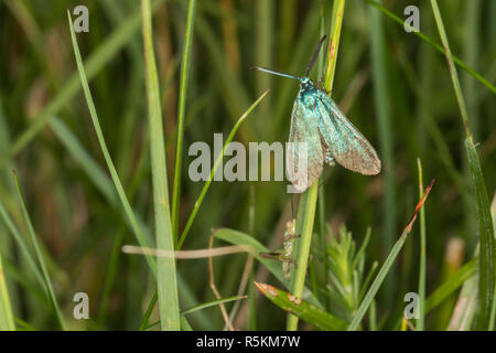 Dockyard ramadins verde (adscita statices) Foto Stock