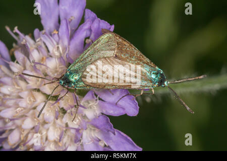 Dockyard ramadins verde (adscita statices) Foto Stock