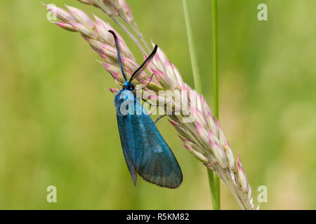 Dockyard ramadins verde (adscita statices) Foto Stock