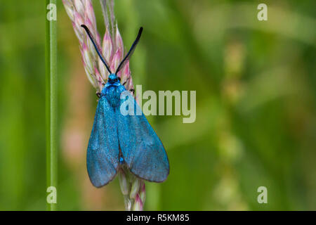 Dockyard ramadins verde (adscita statices) Foto Stock