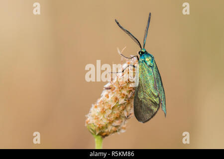 Dockyard ramadins verde (adscita statices) Foto Stock