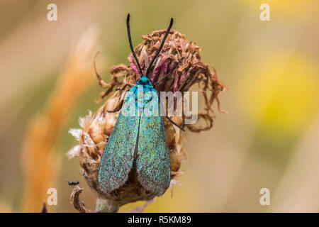 Dockyard ramadins verde (adscita statices) Foto Stock