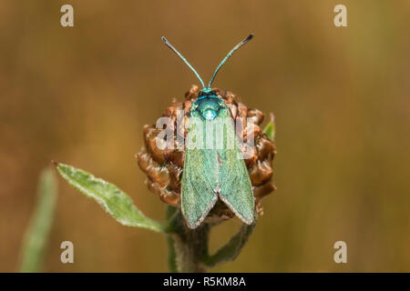 Dockyard ramadins verde (adscita statices) Foto Stock