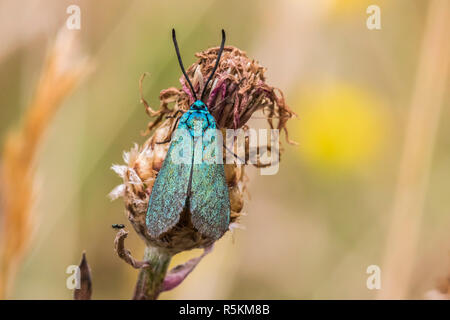 Dockyard ramadins verde (adscita statices) Foto Stock