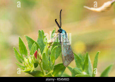 Dockyard ramadins verde (adscita statices) Foto Stock