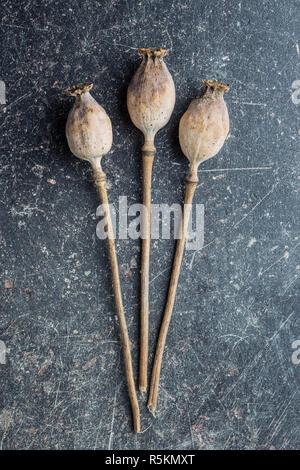 Essiccato teste di papavero. Foto Stock