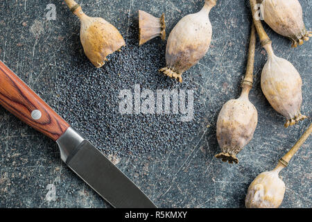 Essiccato teste di papavero e semi. Foto Stock