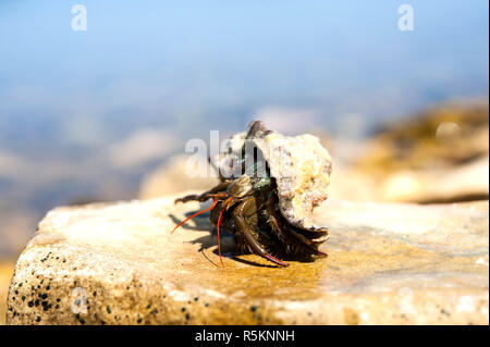 Piccolo granchio eremita su pietra Foto Stock