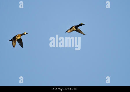 Coppia di anatre Ring-Necked volare in un cielo blu Foto Stock