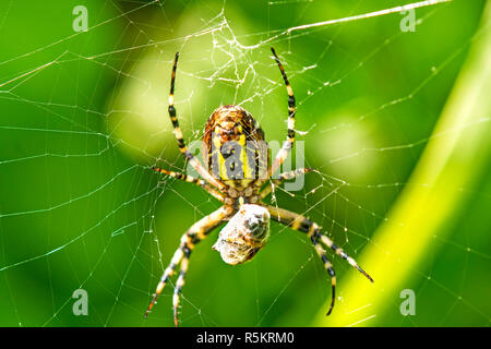 Zebra spider,argiope bruennichii,con la preda avvolto Foto Stock