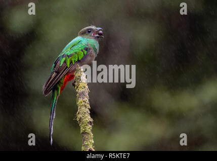 Risplendente Quetzal in Costa Rica Foto Stock