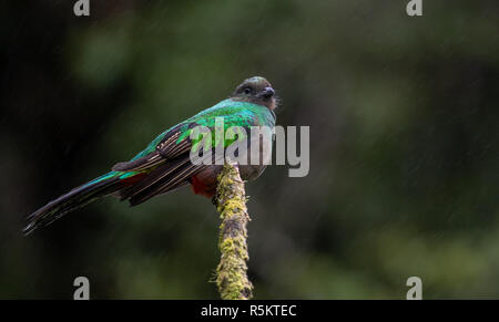 Risplendente Quetzal in Costa Rica Foto Stock