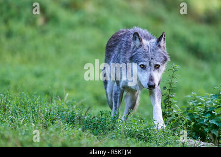 Lupo in Prato Foto Stock