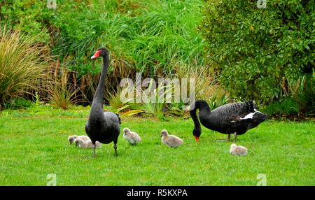 Una coppia di cigni neri sull'erba con cygnets Foto Stock