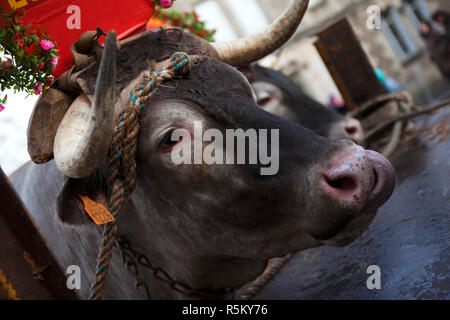 Mucca in un villaggio Foto Stock