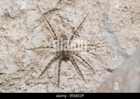 Thinlegged Wolf Spider, Pardosa sp. Foto Stock
