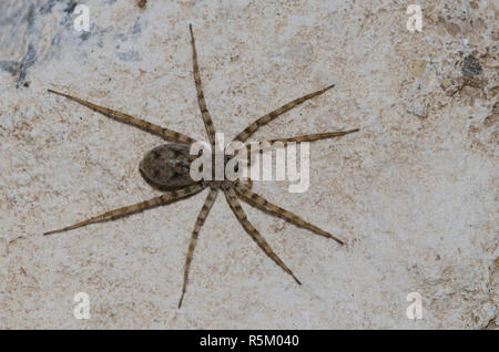 Thinlegged Wolf Spider, Pardosa sp. Foto Stock