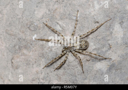 Thinlegged Wolf Spider, Pardosa sp. Foto Stock