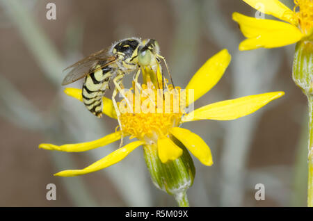 Sabbia Wasp, Steniolia sp., rovistando su giallo fiore composito Foto Stock