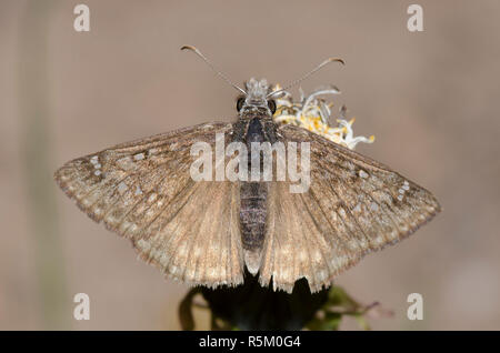 Rocky Mountain Duskywing, Gesta telemachus, uomo consumato e spezzato Foto Stock