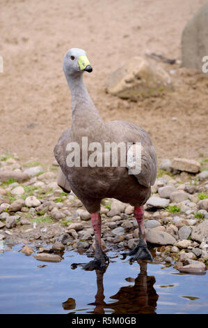 Cape sterile Goose nome latino Cereopsis novaehollandiae Foto Stock