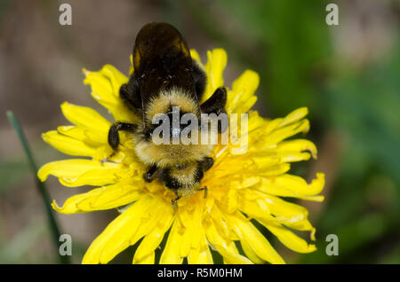 Bee di Bumble di cucuculo indiscriminato, Bombus insularis, su dente di leone comune, Taraxacum officinale Foto Stock