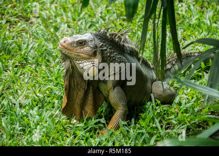 Udienza iguana in un lussureggiante giardino tropicale, Costa Rica Foto Stock