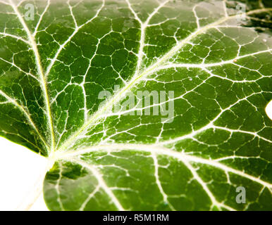 Betulla foglie pattern texture verde vicino con acqua gocce di rugiada Betula pendula Foto Stock