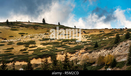 Montagne di Sar, Sar Planina, Macedonia - Misti allevamento di ovini e bovini di pascolare su sotto il cielo nuvoloso Foto Stock