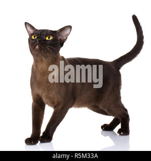 Nero gatto birmano su sfondo bianco Foto Stock