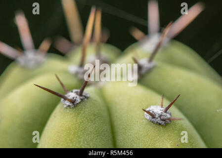 Il San Pedro cactus (Echinopsis Pachanoi crestato) è un comune di cactus ornamentali. Una chiusura dei suoi aculei. Foto Stock