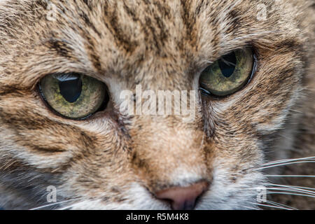 Un vicino la foto di una decina di anni di favorire il gatto ha il viso e gli occhi che mostra i dettagli in entrambe. Foto Stock