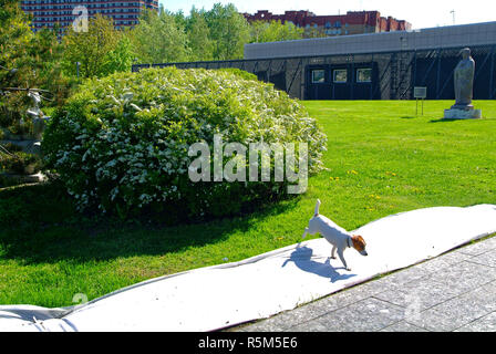 Piccolo cane a camminare in un parco di Mosca in primavera, Crimea, embankment Foto Stock