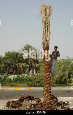 Il taglio di parti di morti e generalmente riordino della comparsa di questo albero di palma in Abu Dhabi, Emirati arabi uniti Foto Stock