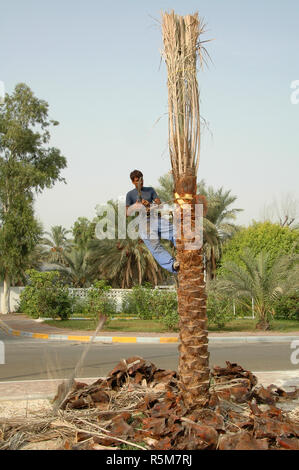 Il taglio di parti di morti e generalmente riordino della comparsa di questo albero di palma in Abu Dhabi, Emirati arabi uniti Foto Stock