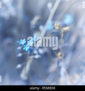 Dimenticare di bosco-me-non fiori Foto Stock