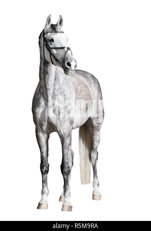 Bianco di equitazione rilasciato Foto Stock