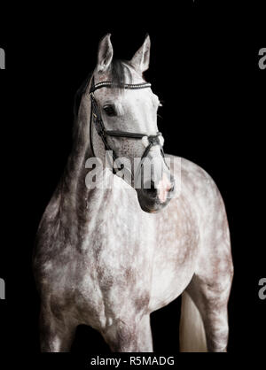 Bianco di equitazione di fronte a sfondo nero Foto Stock