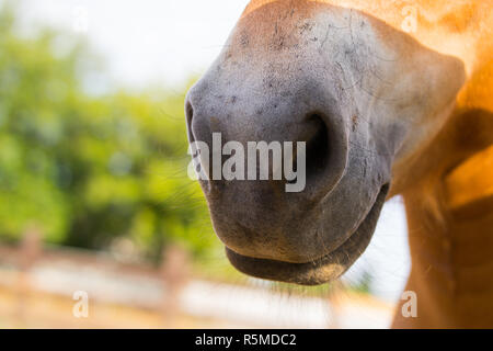 Narici sulla faccia di un cavallo marrone Foto Stock