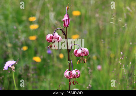 Lily turchese alleanza sul peitlerwiese nelle Dolomiti Foto Stock