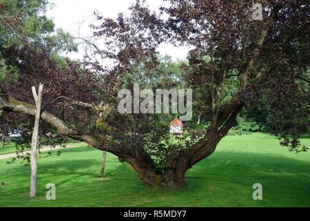 Supportate i rami di una chiesa prugna nel parco termale di Bad Salzschlirf Foto Stock