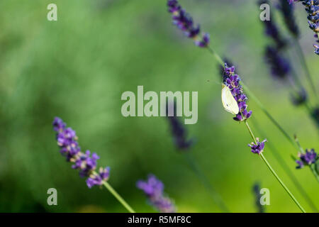 Close-up di un bel giallo Buttefly (cavolo bianco) a farfalla che siede su una pianta di lavanda Foto Stock