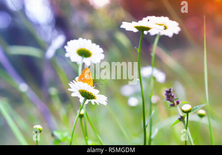 Farfalla arancione su una margherita Foto Stock