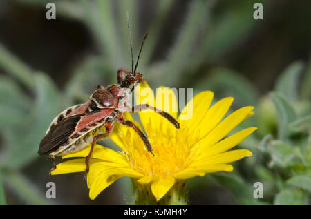 Assassin Bug, Apiomerus spissipes, in agguato su giallo fiore composito Foto Stock