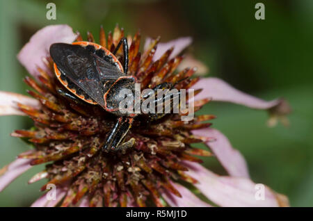 Bee Assassin, Apiomerus crassipes, su purple coneflower, Echinacea angustifolia Foto Stock