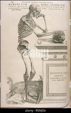 Illustrazione da De humani corporis fabrica di Andreas Vesalius. Museo: Collezione privata. Autore: Calcare, Jan Stephan, van. Foto Stock