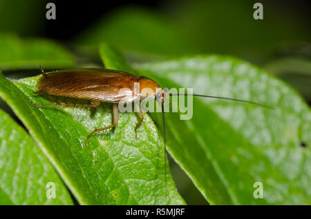 Legno Fulvous scarafaggio, Parcoblatta fulvescens Foto Stock