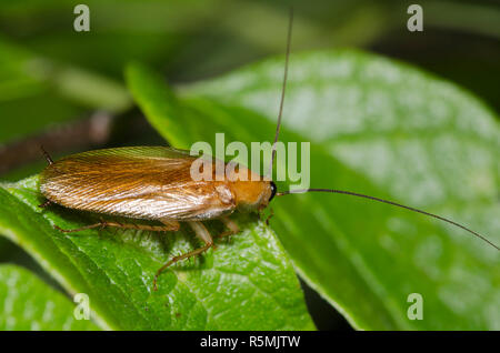 Legno Fulvous scarafaggio, Parcoblatta fulvescens Foto Stock