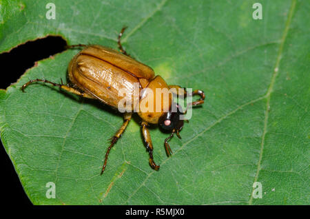 Mascherati, Chafer Cyclocephala sp. Foto Stock